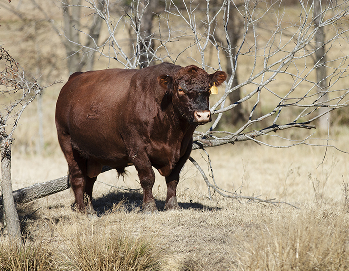 Red Angus Bull